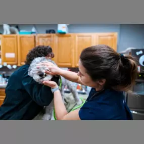 Highlands-Eldorado Veterinary Hospital in McKinney Texas. Our veterinarian performs an oral exam on a sweet puppy.