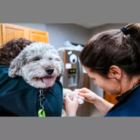 Highlands-Eldorado Veterinary Hospital in McKinney Texas. Our veterinarian performs an exam on a sweet puppy.