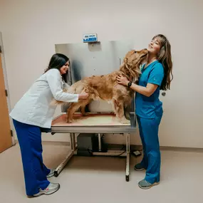 Fallston Veterinary Clinic treats patients with superior medical services - and a lot of love!