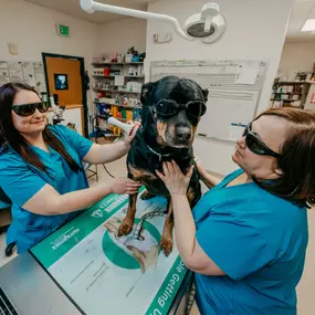 Laser therapy improves the quality of life in pets living with chronic illness, recovering from surgery, and dealing with the aches and pains of aging.