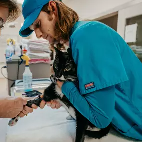 Our incredible staff performs a blood glucose check on this very sweet, very patient kitty.