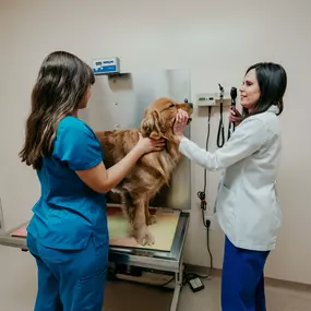 Healthy eyes are clear and bright. Using an ophthalmoscope, Dr. Prange examines the eyes for scratches and abrasions.