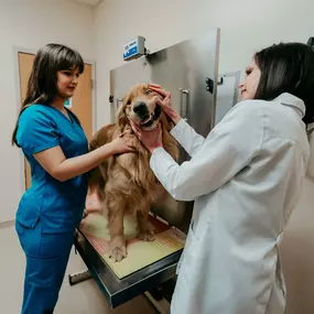 Dr. Prange gently takes a peek at a patient’s teeth and gums for signs of dental disease.