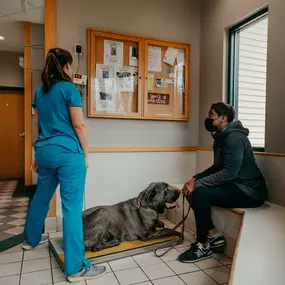 This gorgeous pup is getting weighed before his wellness exam. Nutrition and weight control is just as important for pets as it is for humans!