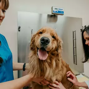 This adorable pup is all smiles for his visit to Fallston Veterinary Clinic.