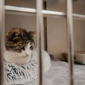 One of our sweet boarding kitties naps comfortably on her fuzzy bed.