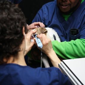 A veterinary technician checks a dog’s eyes for abnormalities such as glaucoma and cataracts using advanced veterinary medical technology.