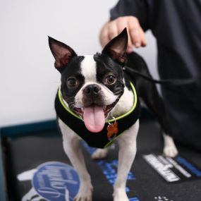 This happy dog is visiting Levittown Animal Hospital for his annual wellness exam.