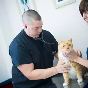 This handsome cat is up on the examination table and ready for his annual visit!