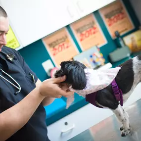 Dr. Funk welcomes this precious Shih Tzu to her annual visit. Dr. Funk, as well as Dr. Fuentes, stress the utmost importance of regular visits to the veterinary hospital. These committed veterinarians share a common passion to keep pets happy and healthy.