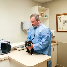 This kitty is visiting Palmetto Animal Hospital for a routine wellness visit. Here, Dr. Lee Burnett uses a stethoscope to listen for heart murmurs and irregular patterns.