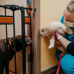 Festival Veterinary Clinic treats patients with superior medical services - and a lot of love!