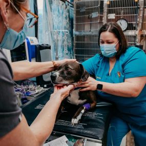 At Festival Veterinary Clinic, we understand the idea of your beloved pet undergoing surgery can be stressful and scary. Our clinical team will be here for you and your pet every step of the way, providing education around the surgery, offering comfort through the process, and extending the care and compassion you both deserve.