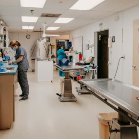 Our treatment area is used for a range of veterinary services, such as administering vaccines, preparing for surgeries, and performing nail trims.