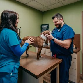 Wellness exams at Festival Veterinary Clinic are comprehensive, checking every patient from nose to tail.