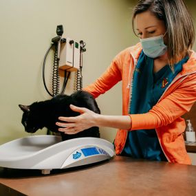 This sweet kitty is getting weighed before her wellness exam. Nutrition and weight control is just as important for pets as it is for humans!