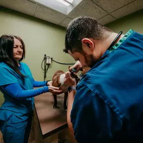 Part of our patient's wellness exam is to check the ears, and this adorable pooch was a great patient for Dr. Beron as he conducted the ear exam.