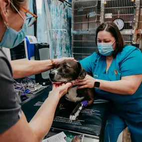 At Festival Veterinary Clinic, we understand the idea of your beloved pet undergoing surgery can be stressful and scary. Our clinical team will be here for you and your pet every step of the way, providing education around the surgery, offering comfort through the process, and extending the care and compassion you both deserve.