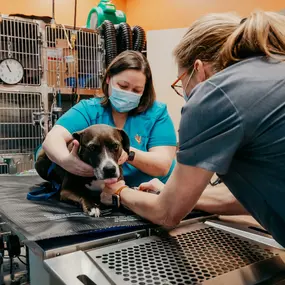 Our technicians are trained to hold our patients so that pet's feel as safe and comfortable as possible.