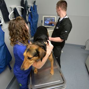 Our facility is fully equipped with advanced technology to best serve you and your pet. Here, trained veterinary technicians perform an ultrasound.