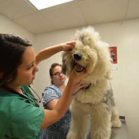 Did you know dental care is just as important for pets as it is for people?
