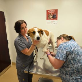 Does your pet need a nail trim? We can help!