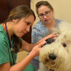 Dr. Allison Joe assesses this furry dog’s eye health using an otoscope.