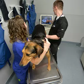 Our facility is fully equipped with advanced technology to best serve you and your pet. Here, trained veterinary technicians perform an ultrasound.