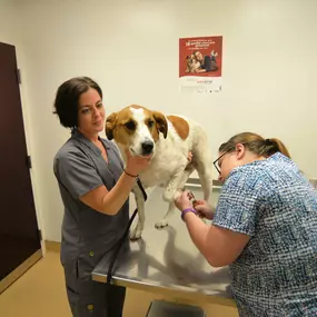 Does your pet need a nail trim? We can help!