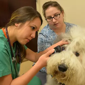 Dr. Allison Joe assesses this furry dog’s eye health using an otoscope.