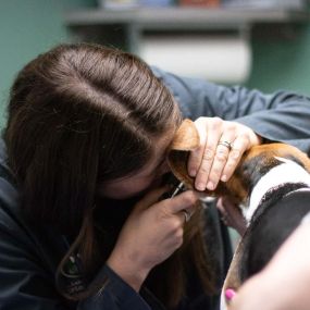 Part of our patients wellness exam is to check the ears, and this adorable pooch was a great patient for Dr. Erica as she conducted the ear exam.