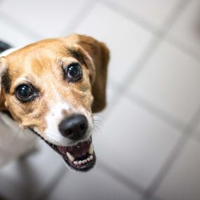 This sweet pooch is all smiles for his visit with us!