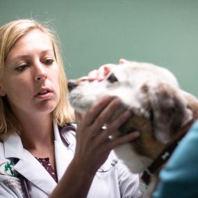 Dr. Kelly examines her patients teeth for any signs of dental disease.