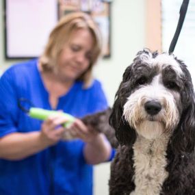 The grooming professionals at Lakeland Veterinary Hospital can help to keep your pet fresh, clean, and feeling their best. Regularly grooming your pet has many benefits, not only for hygienic reasons, but also for their health and comfort.