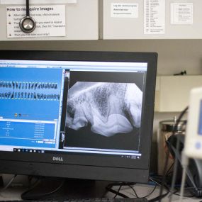 For further diagnostic information, full-mouth dental x-ray radiography can be used to view the teeth, surrounding bones, and tissues of the mouth below the gumline, where the majority of dental disease is found. These x-ray’s can help us find underlying issues we would otherwise not know about.