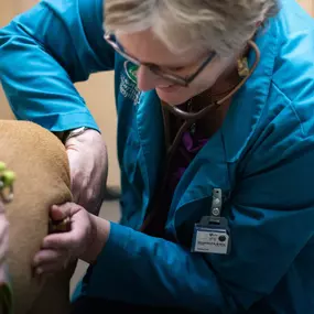 Dr. Piepgras uses a stethoscope to listen to a patient’s heart and lungs, which is also part of our patient's physical exams.