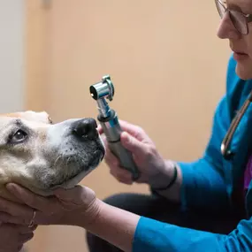 When we say 'tip of the nose to the tip of the tail exam,' we mean it, and Dr. Piepgras is doing just that. Here, Dr. Piepgras examines a pet’s eyes for unusual coloration, discharge, proper light response, and more.