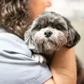 How sweet is this pup's face!