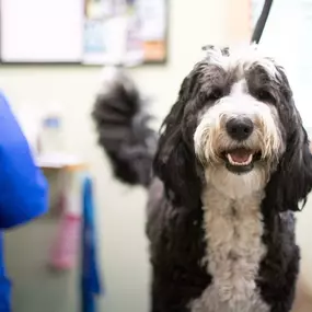 This adorable pup is all smiles for his grooming appointment!