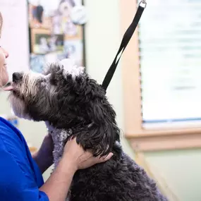 Kisses mid-grooming <3