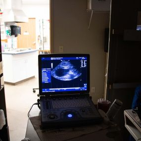 Belton Animal Clinic & Exotic Care Center has invested in modern ultrasound technology, which allows our medical team to examine internal organs and soft tissues.