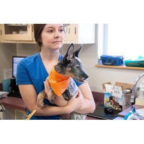 Belton Animal Clinic & Exotic Care Center is proud to have one of the most experienced veterinary staff’s in the area to care for your dog or cat. Everyone from our reception staff to our kennel team is committed to delivering the highest quality care to your pet.