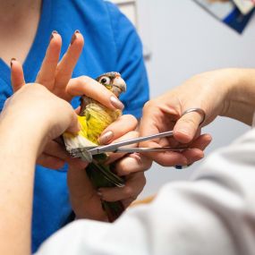 This adorable bird is being the perfect patient!