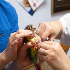 Did you know that your exotic pet needs to be examined more often than a cat or a dog? This is because exotic pets have the unique ability to appear healthy until their illness is very serious!