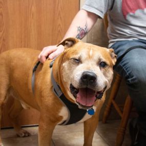 This adorable pup is all smiles for his visit at Belton Animal Clinic!