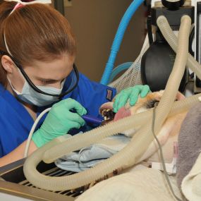 One of our veterinary technicians is performing a routine dental cleaning.