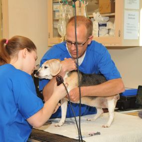 One of our veterinary technicians is shaving this patient’s paw for insertion of an IV catheter before surgery.