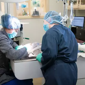 In addition to regular teeth cleanings, Belton Animal Clinic & Exotic Care Center’s trained veterinarians are adept at extractions and other complex procedures.