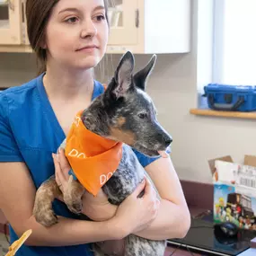 Belton Animal Clinic & Exotic Care Center is proud to have one of the most experienced veterinary staff’s in the area to care for your dog or cat. Everyone from our reception staff to our kennel team is committed to delivering the highest quality care to your pet.