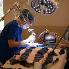 Belton's veterinary team is experienced conducting all kinds of surgical procedures. Following some of the most stringent protocols in the industry, our veterinarians routinely conduct spays/neuters, dental surgery, and many, many other procedures for our patients.